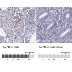 FAM71B Antibody, Novus Biologicals 25 &mu;L; Unlabeled:Antibodies, Polyclonal